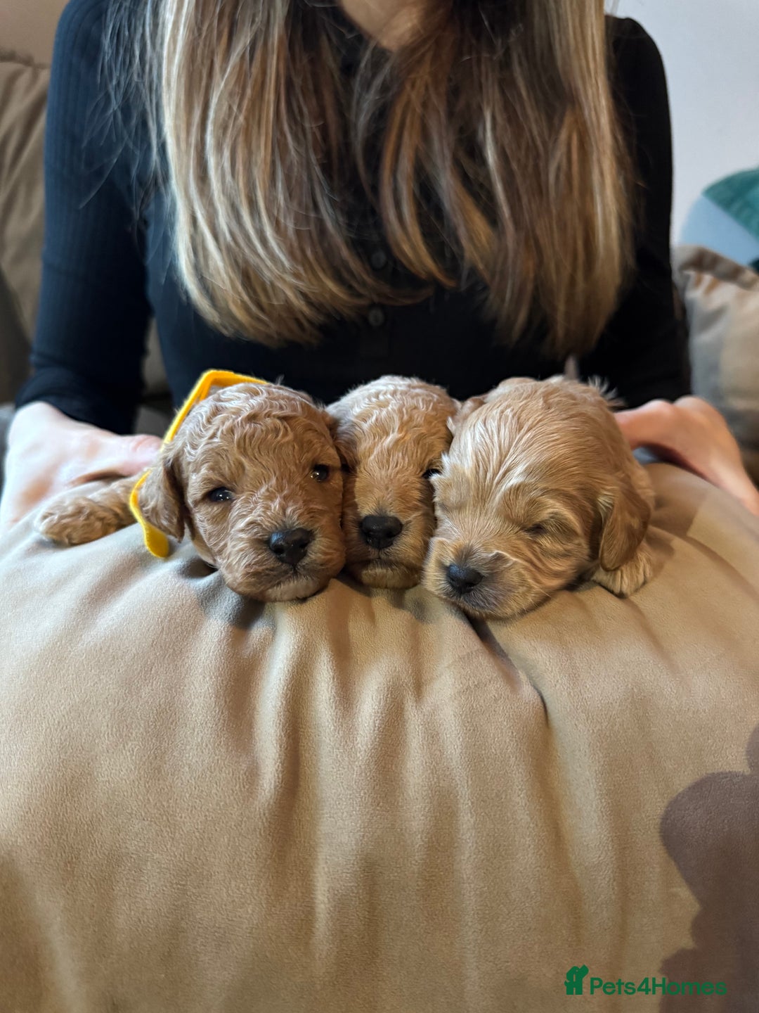 Cavapoo dogs for sale: Toy cavapoo  - Image 2