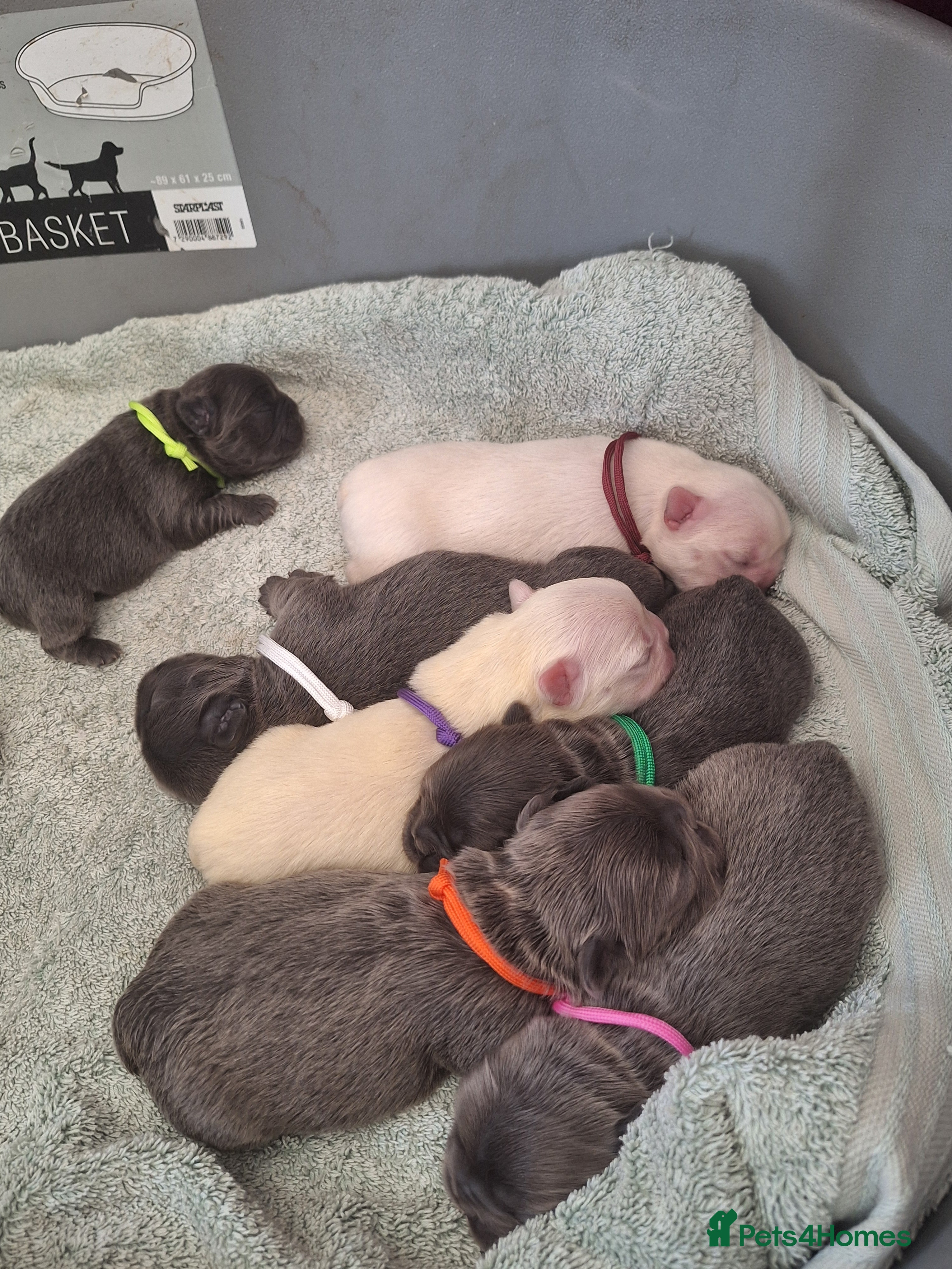 French Bulldog dogs Fluffy French Bulldog Puppies - Advert 17