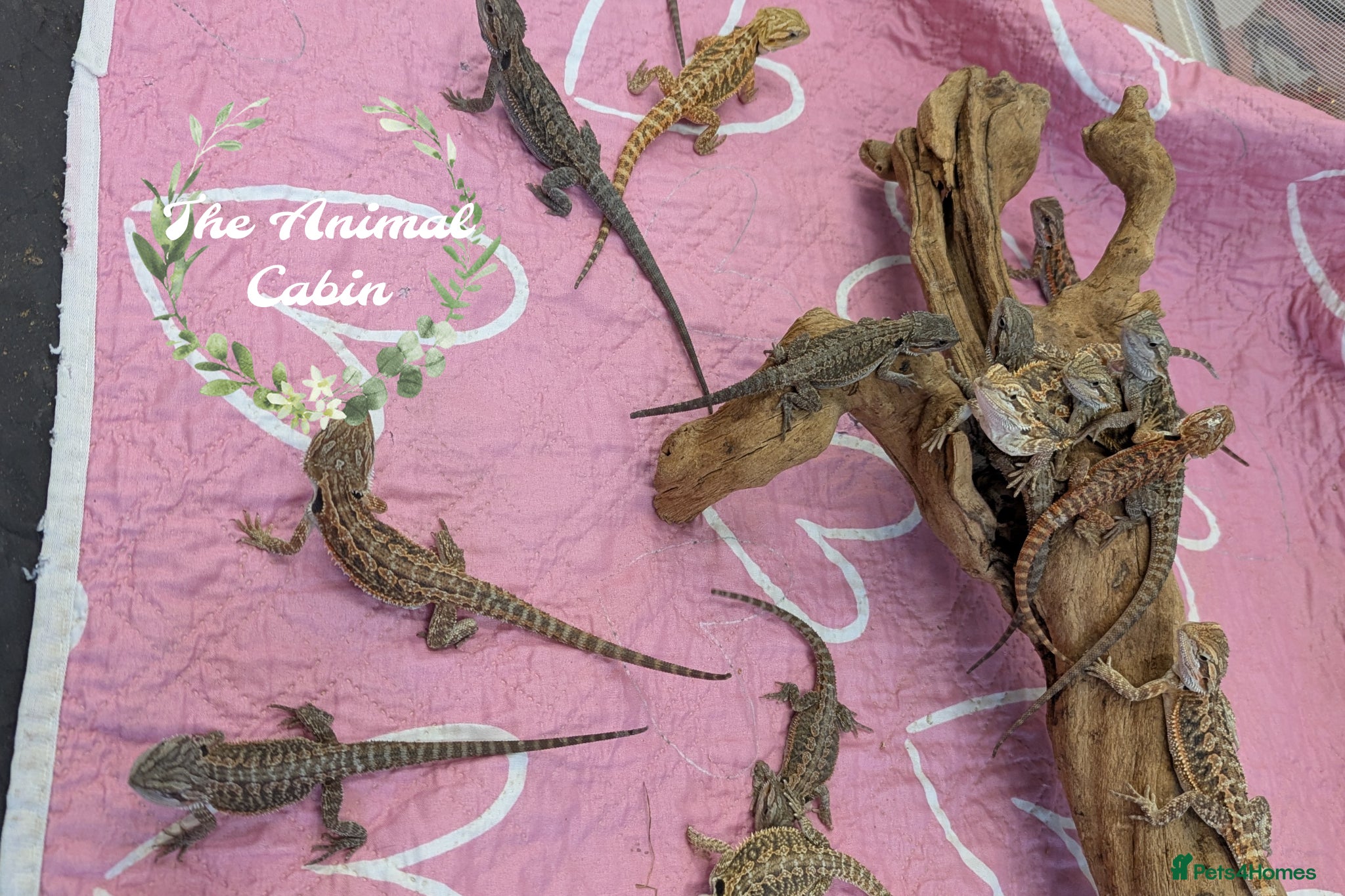 Bearded Dragon reptiles Baby bearded dragons Very friendly. German Giant X - Advert 1