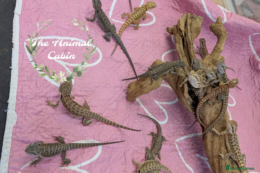 Bearded Dragon reptiles for sale: Baby bearded dragons Very friendly. German Giant X - Advert 1