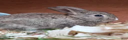 Mini Lop rabbits for sale: 🐰 Pure Bred Mini Lop Bunnies 🐰 - Advert 9