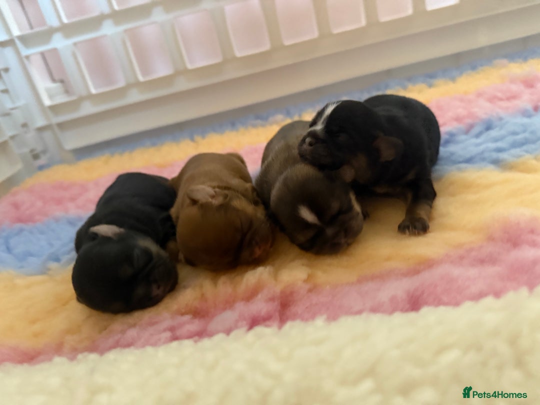 Shih Tzu dogs for sale: 💙 Gorgeous Imperial Shih Tzu Boys 💙 - Image 3