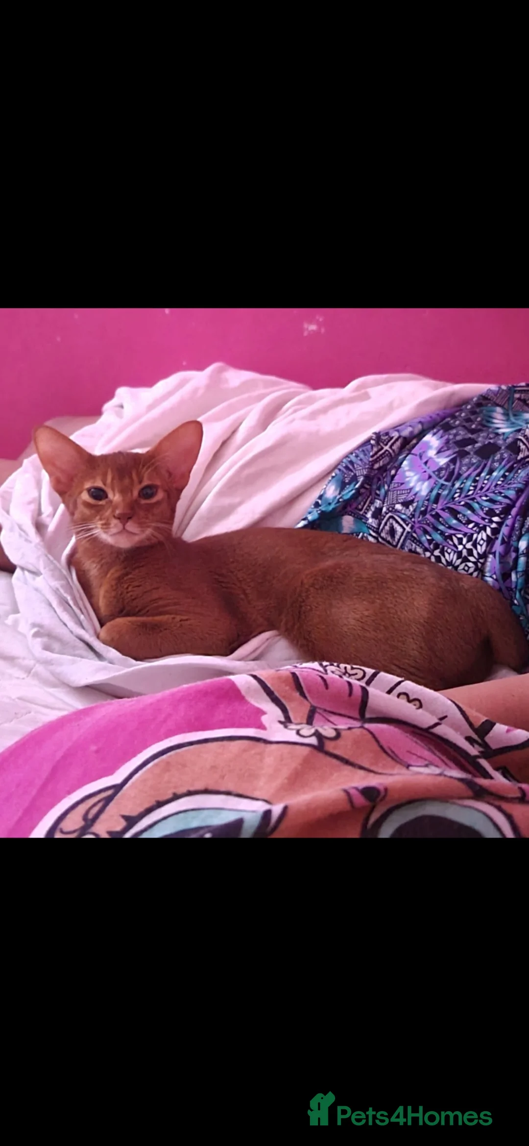 Abyssinian cats for sale: Really sweet temperament  - Advert 9