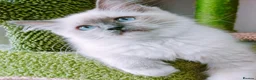 Ragdoll cats for sale: Raised with Love, ready for forever homes 🏠❤️ - Advert 4