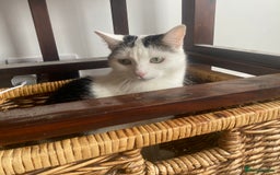 Domestic Shorthair cats for sale: Domestic Cow-Patterned Female Cat found Loving - Image 3