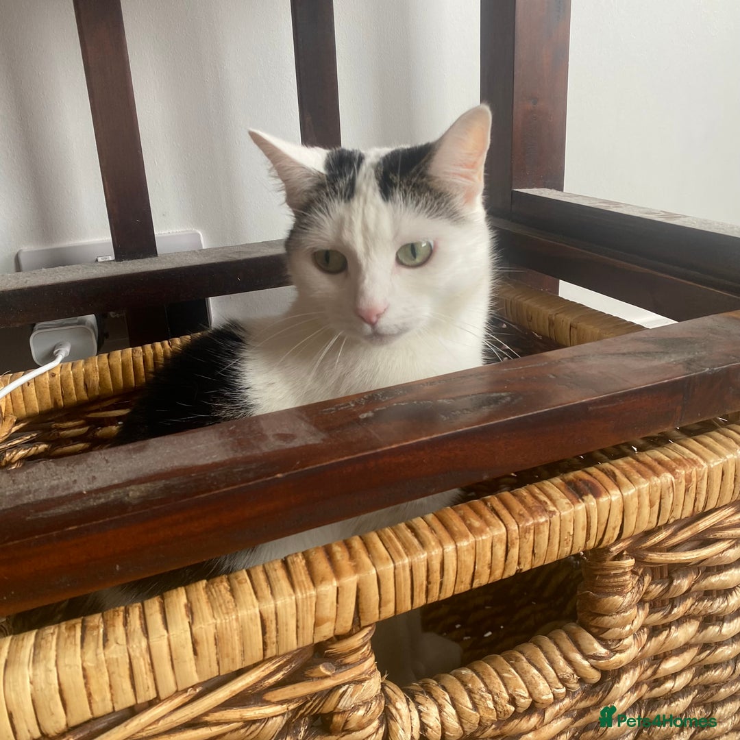 Domestic Shorthair cats for sale: Domestic Cow-Patterned Female Cat found Loving - Image 3