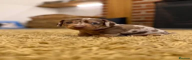 Miniature Dachshund 4