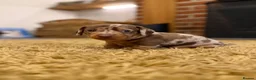 Miniature Dachshund dogs for sale: Well Socialised Dachshund Pups For Sale - Advert 2