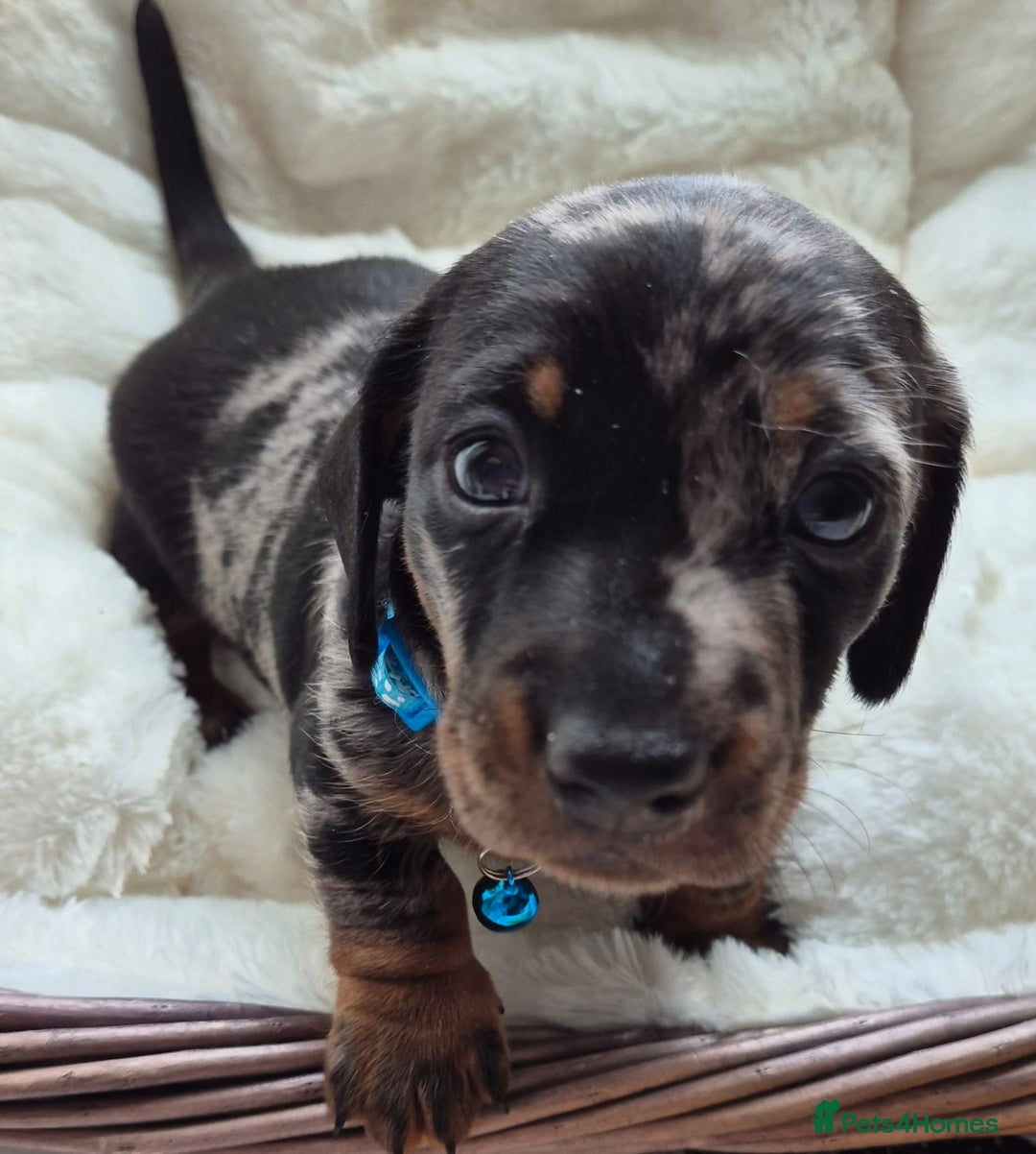 Miniature Dachshund dogs for sale: Stunning Pedigree Miniature Dachshund pups  - Image 5