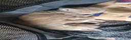 Mixed Breed cats for sale: 3 Beige Males for Sale in Ross-on-Wye - Advert 12
