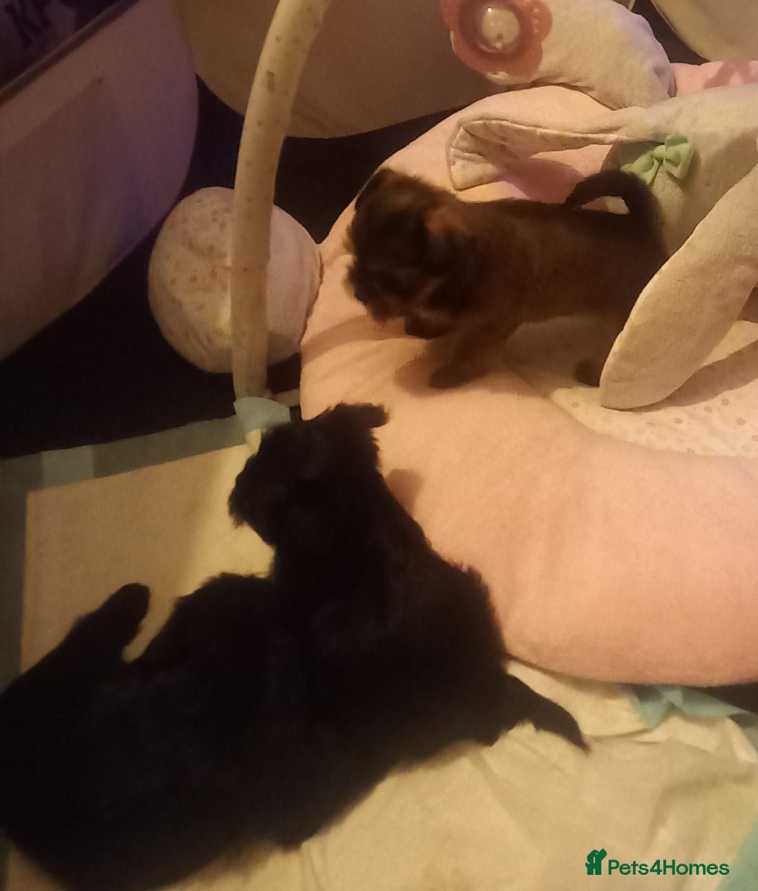 Shorkie dogs for sale: Beautiful shorkie babies  - Advert 5