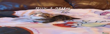 Mixed Breed 1