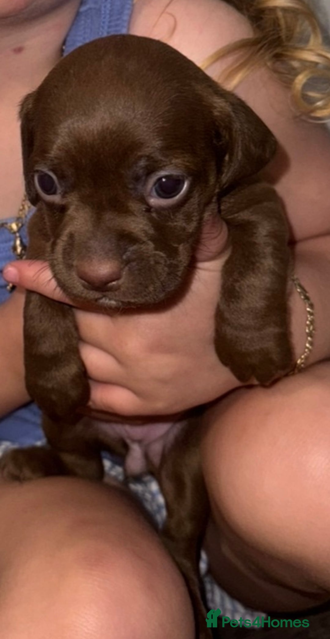 Mixed Breed dogs for sale: Beautiful Dachshund cross Boston Terrier - Image 2