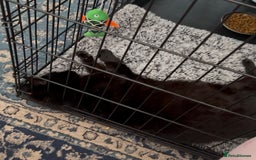 Domestic Shorthair cats for adoption: Midnight 🖤 - Image 5