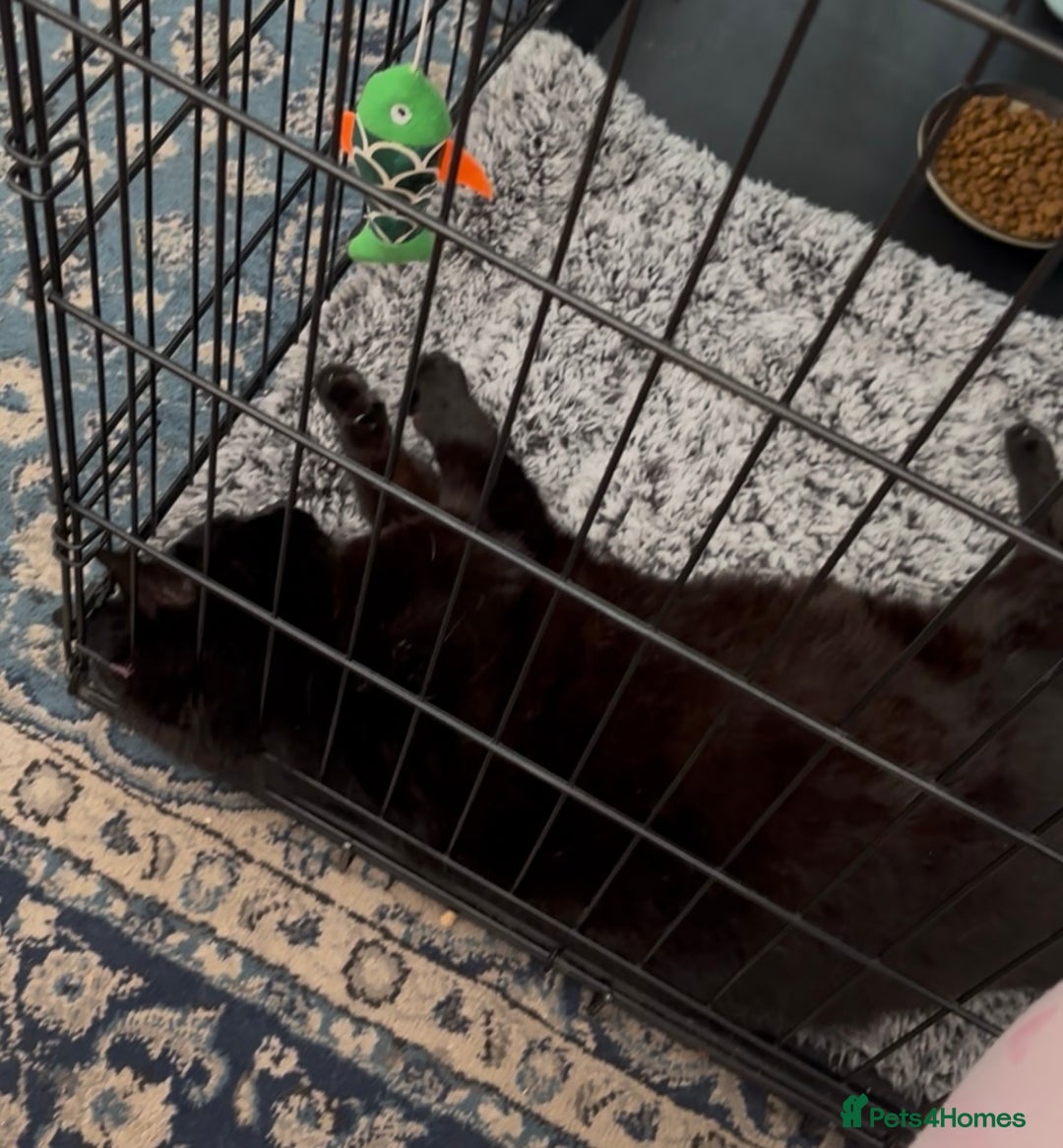 Domestic Shorthair cats for adoption: Midnight 🖤 - Image 5