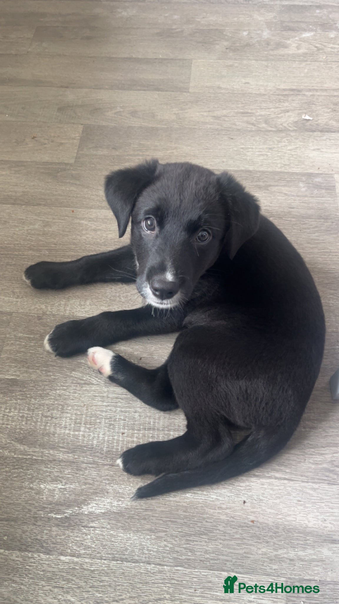 Borador dogs Ruby 9 week old border collie pup  - Advert 16