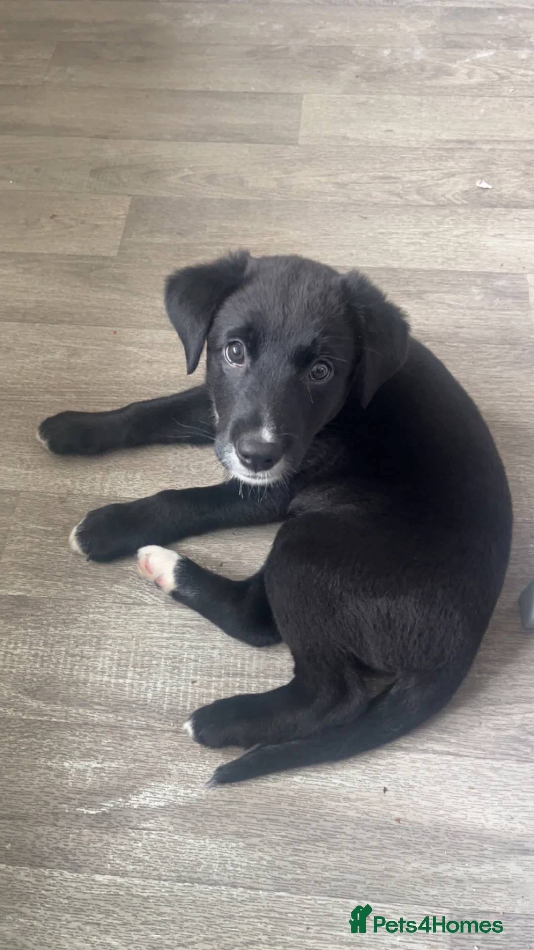 Borador dogs for sale: Ruby 9 week old border collie pup  - Advert 1