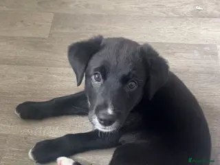 Borador dogs Ruby 9 week old border collie pup - Advert 16