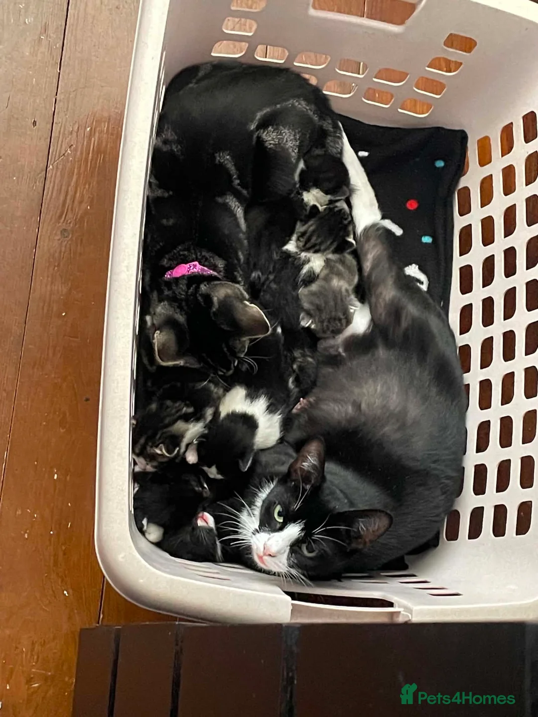 European cats for sale: Kittens ready to go  - Advert 2