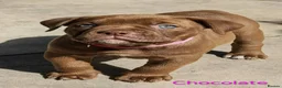 Dorset Olde Tyme Bulldogge dogs for sale: Old tyme bulldog puppies  - Advert 4