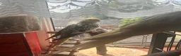 Cockatiels birds for sale: two cockatiels looking for rehoming in Crewe - Advert 3
