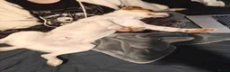 Mixed Breed dogs for adoption: Bagel for adoption in Walsall - Advert 2
