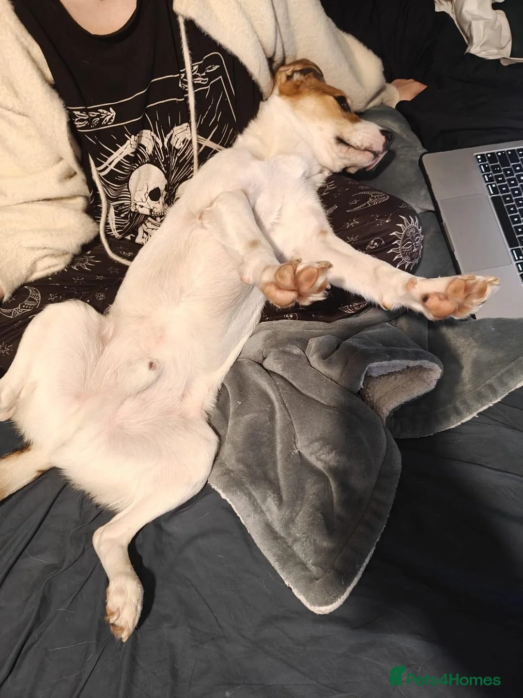 Mixed Breed dogs for adoption: Bagel for adoption in Walsall - Advert 2