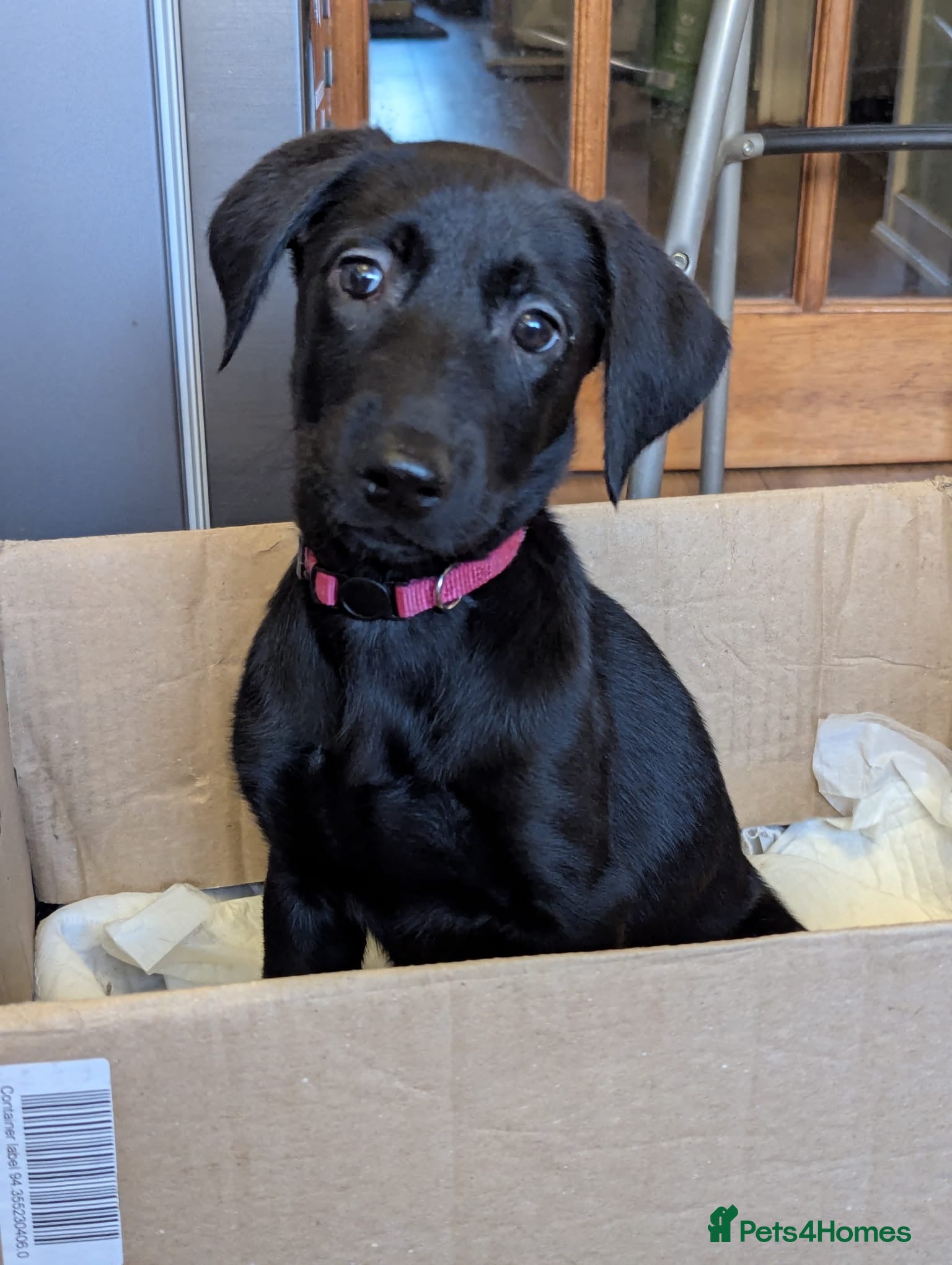 Mixed Breed dogs Labrador X Dutch shepherd  - Advert 1