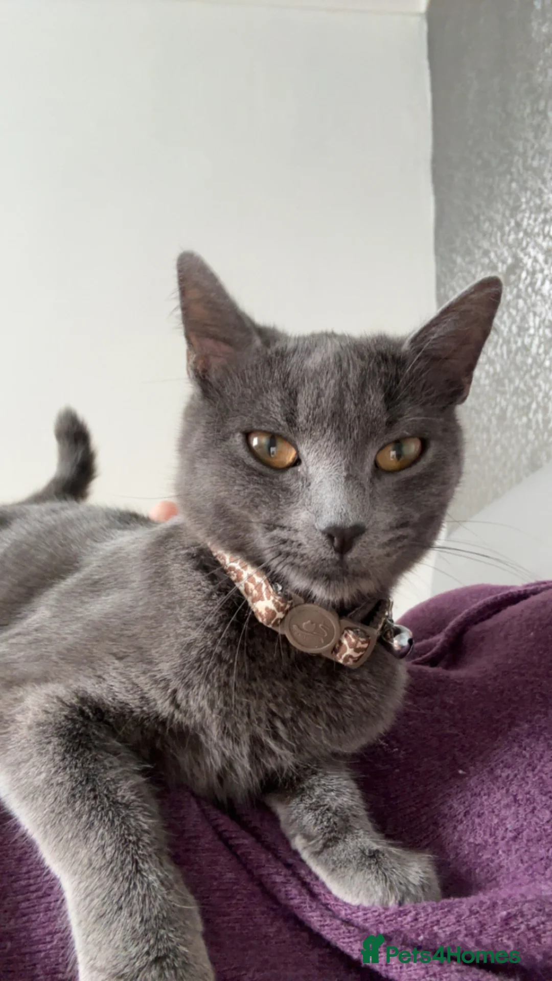 British Shorthair cats for sale: British shorthair kitten - Advert 2