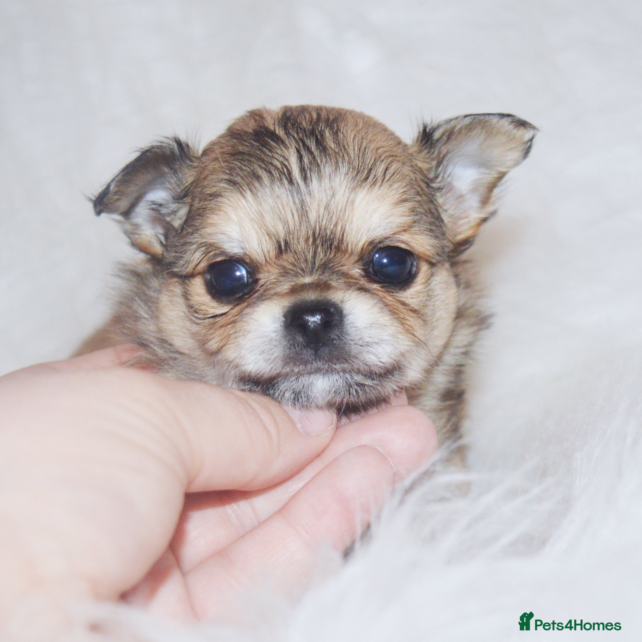 Chihuahua dogs KC REGISTERED CHIHUAHUAS HEALTH TESTED  - Advert 1