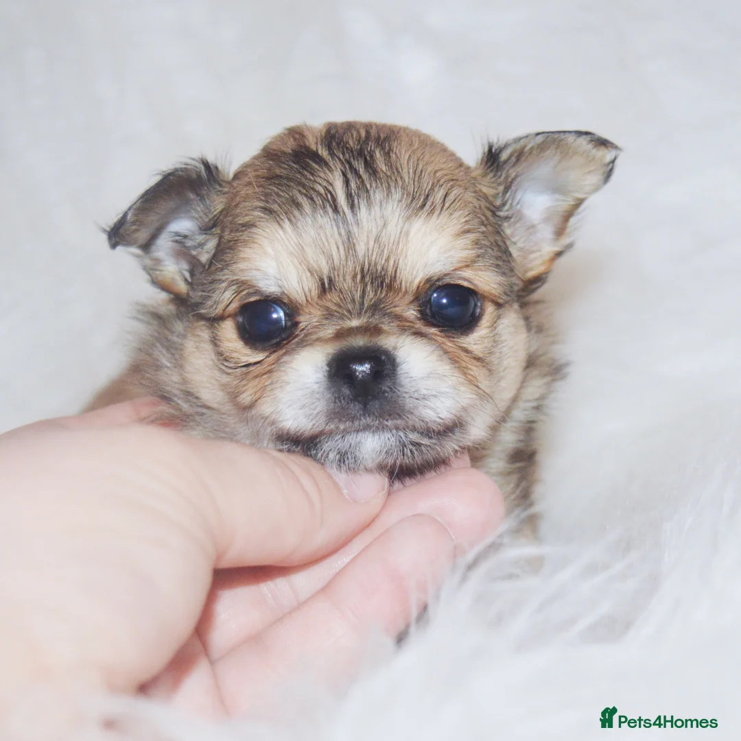 Chihuahua dogs for sale: KC REGISTERED CHIHUAHUAS HEALTH TESTED  - Advert 1