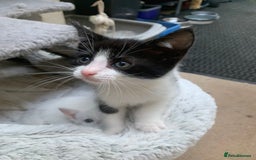 Mixed Breed cats for sale: Last two cuddly kittens - Image 13