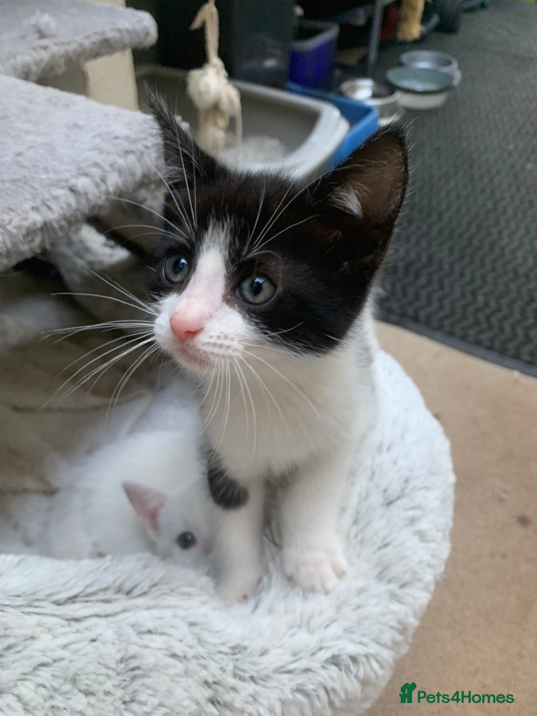 Mixed Breed cats for sale: Last two cuddly kittens - Image 13