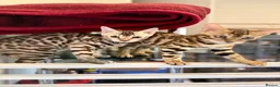Bengal cats for sale: TICA, GCCF Champion Bloodline Bengal Kittens in London - Advert 8