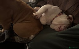 English Bulldog dogs for sale: KC registered bulldog  - Image 7