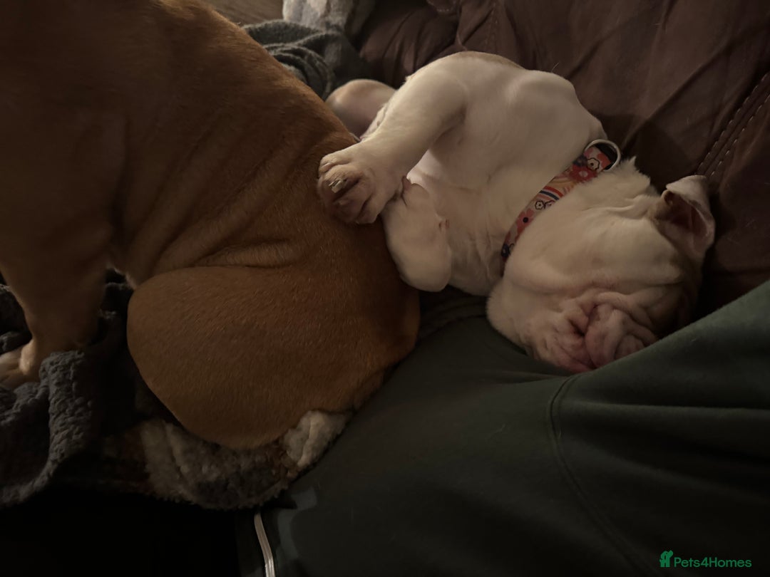 English Bulldog dogs for sale: KC registered bulldog  - Image 7