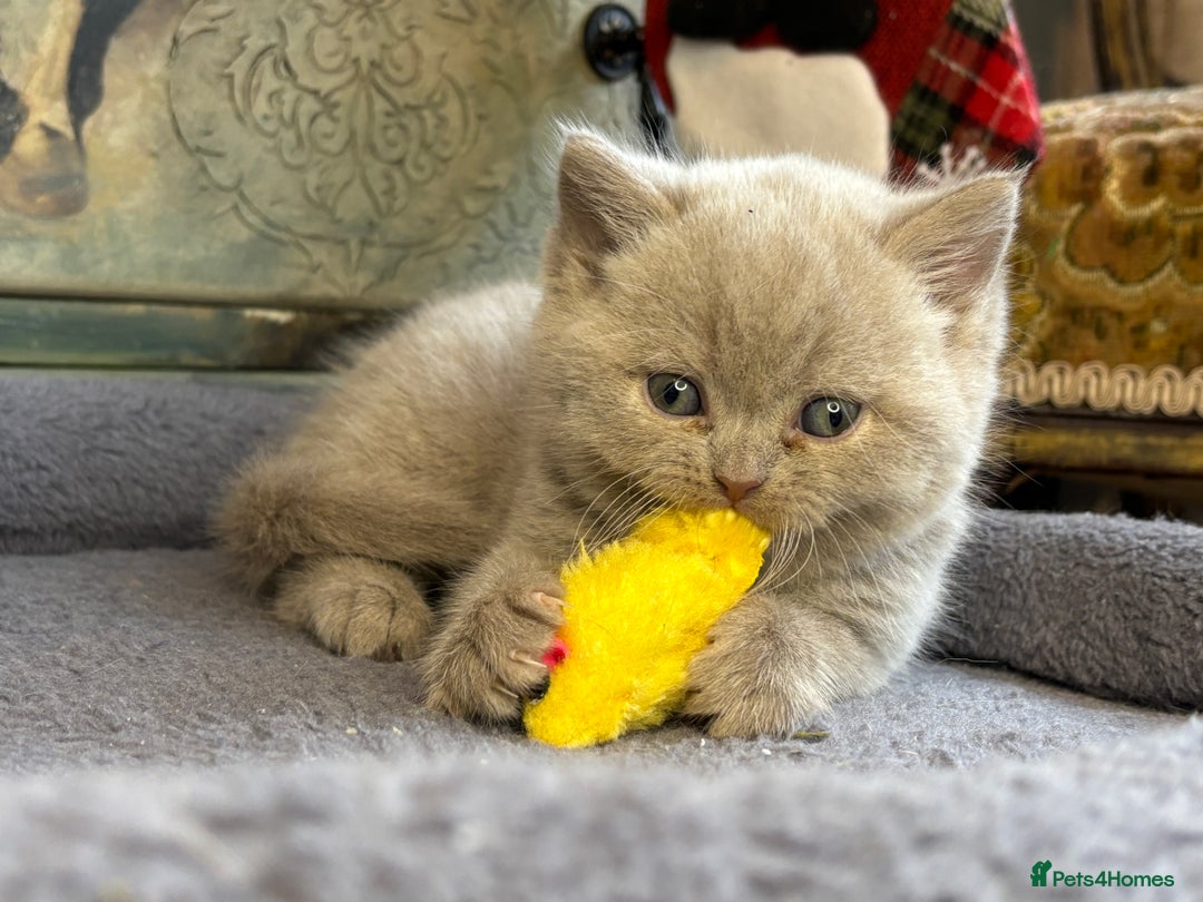 British Shorthair cats for sale: British shorthair and longhair  - Advert 6