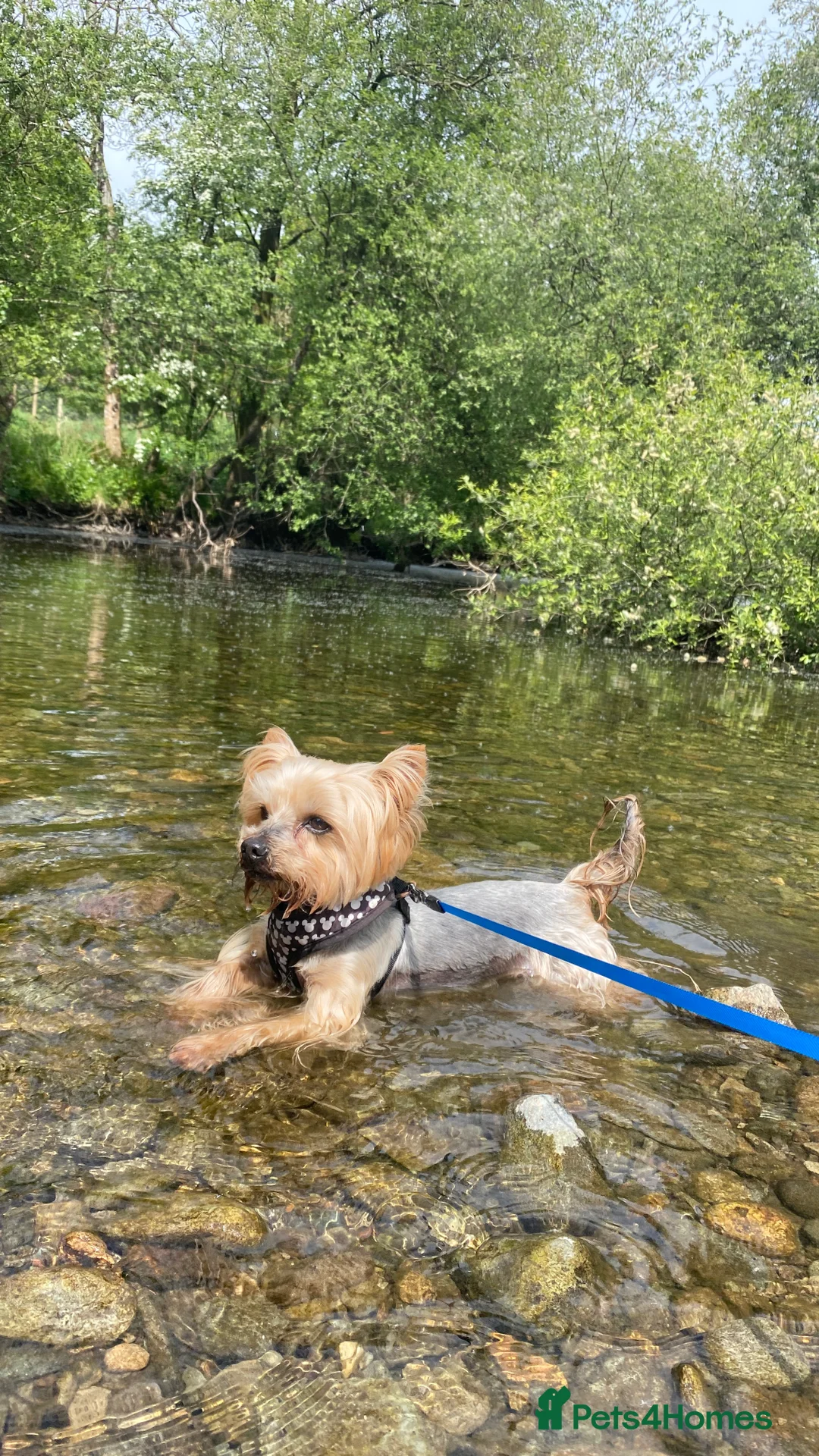 Yorkshire Terrier dogs for stud: Yorkshire terrier stud  - Advert 2