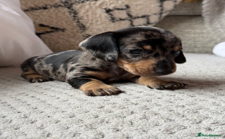 Miniature Dachshund dogs - Advert 11