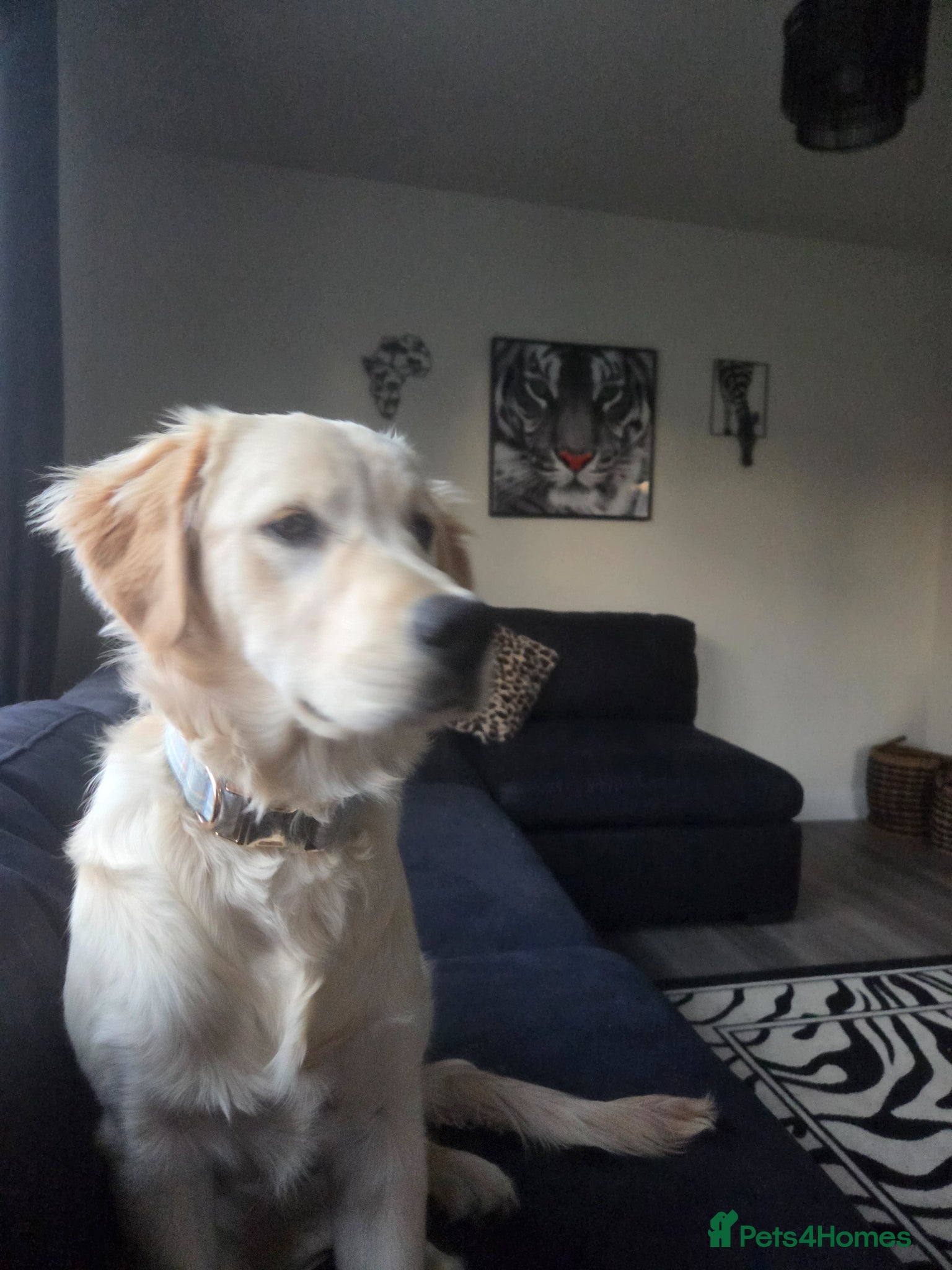 Golden Retriever dogs Gorgeous baby for re homing - Advert 3