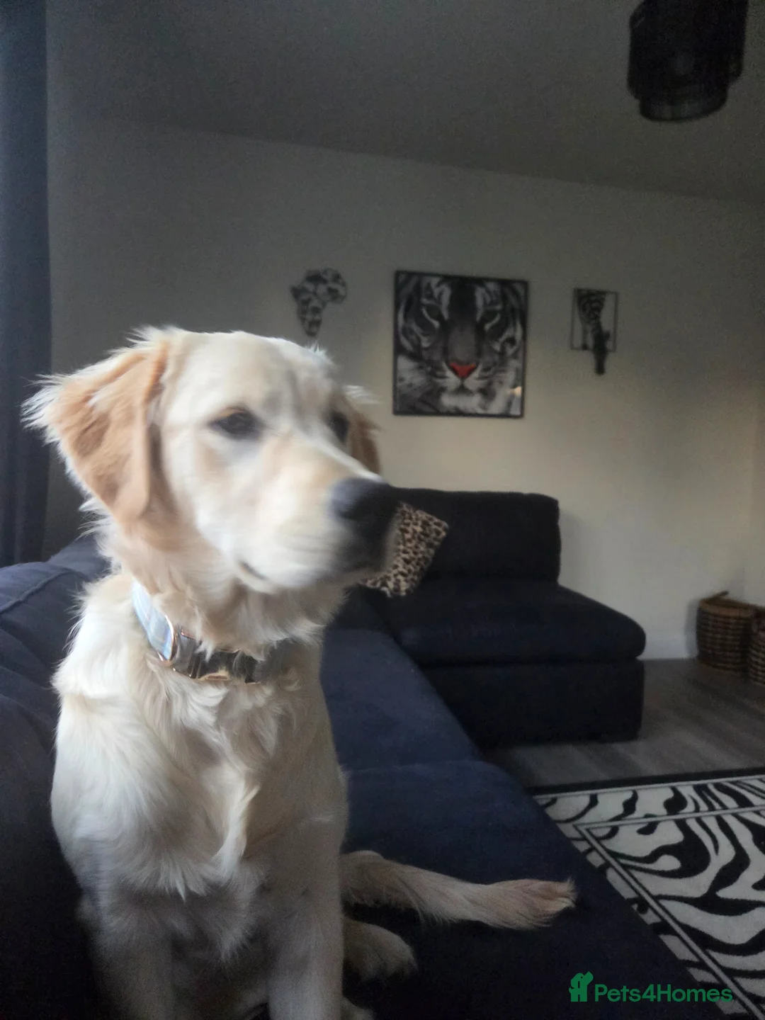 Golden Retriever dogs for sale: Gorgeous baby for re homing in Warrington - Advert 1