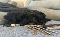 Cockapoo dogs for sale: Male F2 Cockapoo Puppy Ready for His Forever Home! - Advert 4