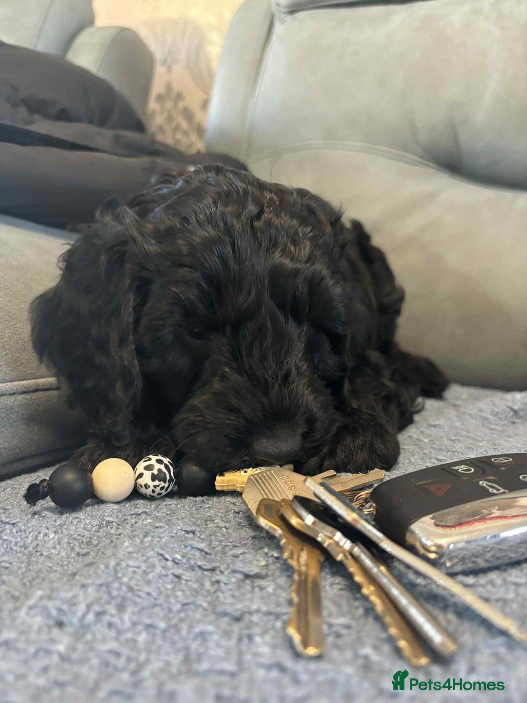 Cockapoo dogs for sale: Male F2 Cockapoo Puppy Ready for His Forever Home! - Advert 4