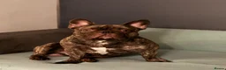 French Bulldog dogs for sale: Ace the french bulldog - Advert 7