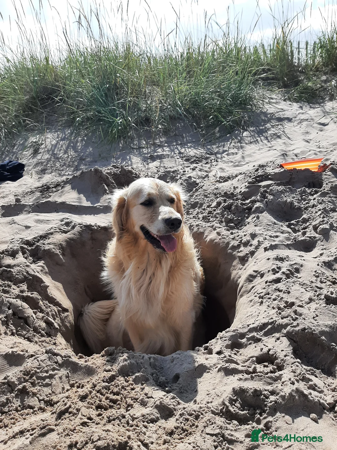 Golden Retriever dogs for stud: A proven gorgeous Golden Retriever for stud in Haywards Heath - Advert 11