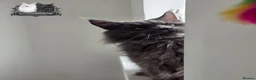 Maine Coon cats for stud: Large Blue Smoke Stud GCCF / TICA registered  - Advert 3