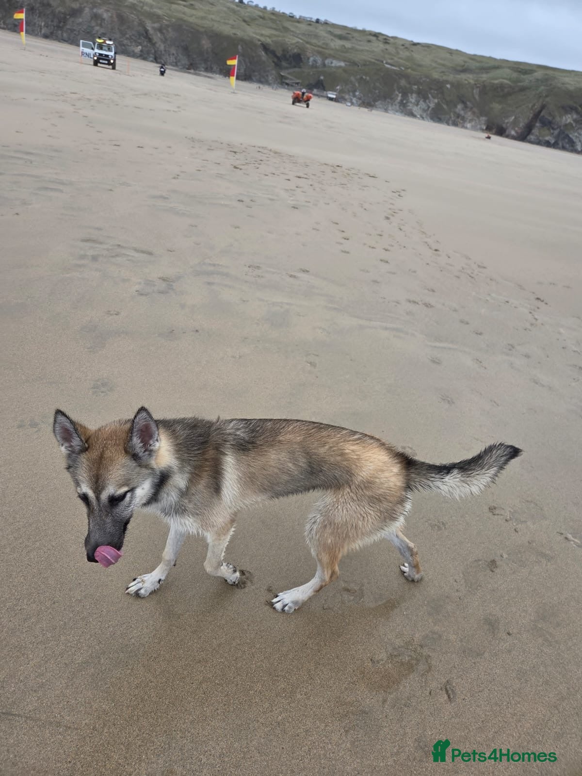 Mixed Breed dogs Belgian malionis x husky - Advert 16