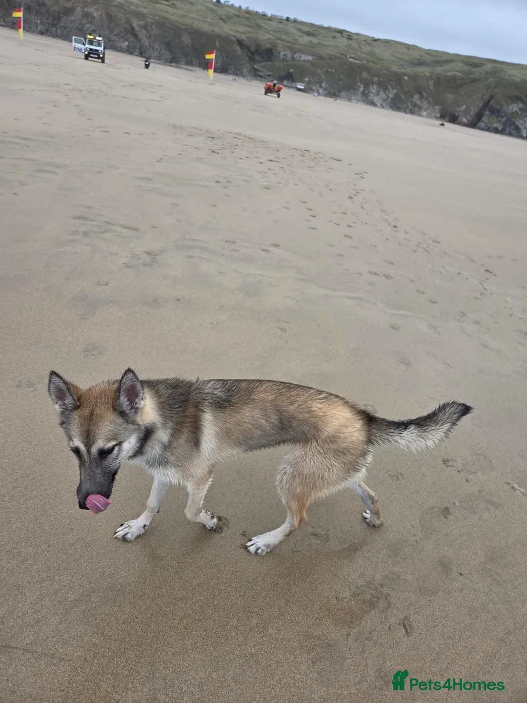 Mixed Breed dogs for sale: Belgian malionis x husky - Advert 1