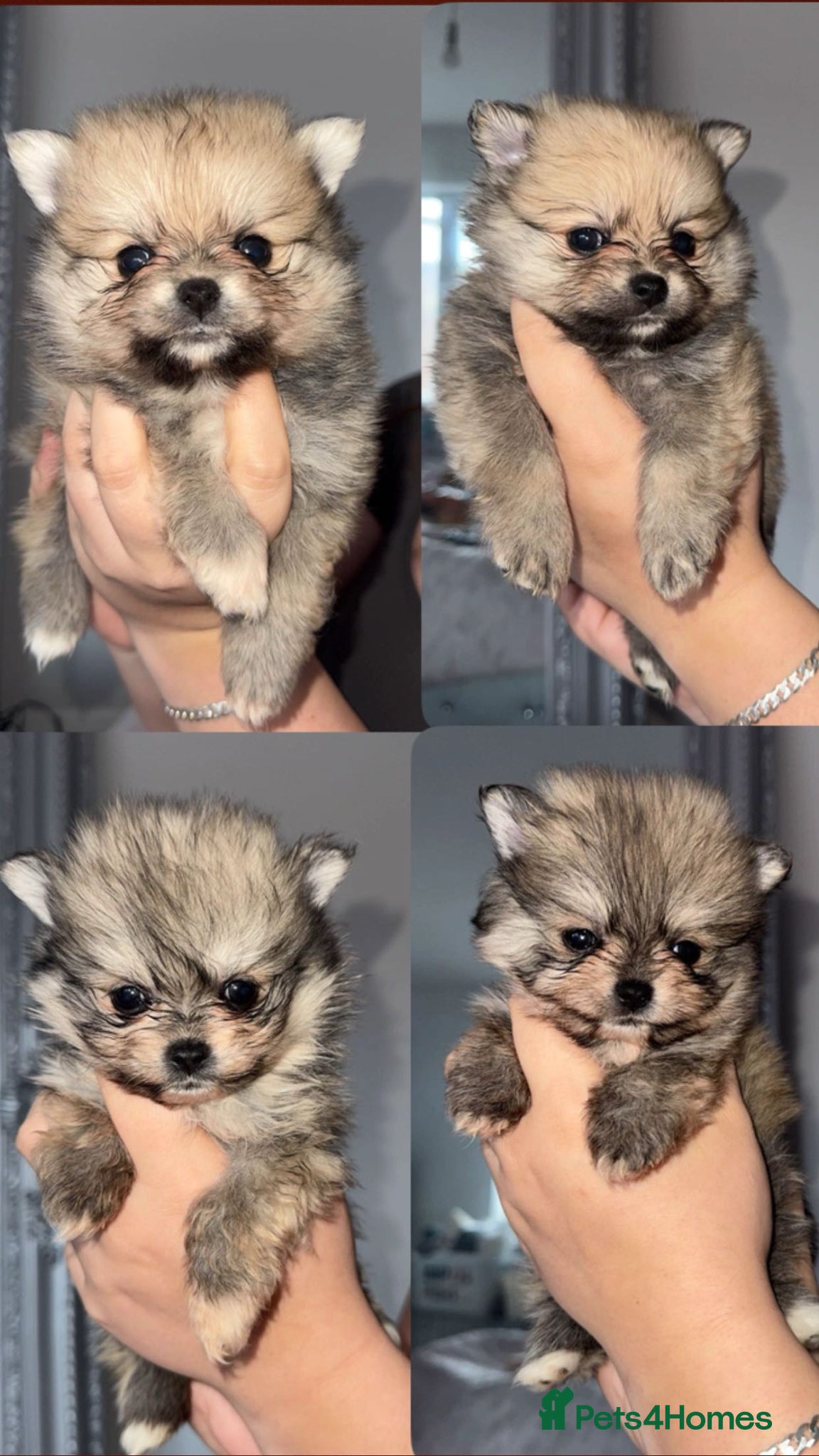 Pomeranian dogs 🎀4 female Pomeranians🎀 - Advert 10