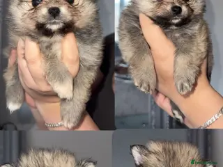 Pomeranian dogs 🎀4 female Pomeranians🎀 - Advert 10